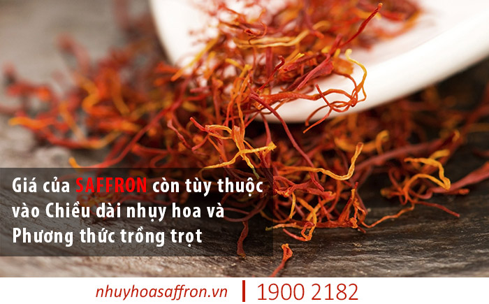 nhụy hoa nghệ tây Saffron Việt Nam giá bao nhiêu
