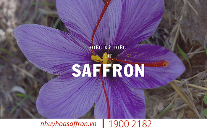 saffron là gì