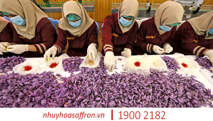 nhuy hoa saffron