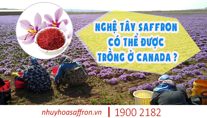 nghe-tay-saffron-co-the-trong-duoc-o-canada