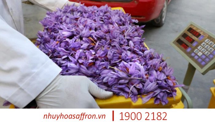nhuy hoa nghe tay saffron 6
