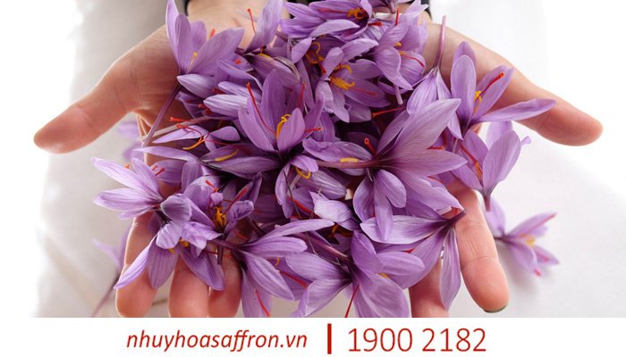 nhuy hoa nghe tay saffron 4