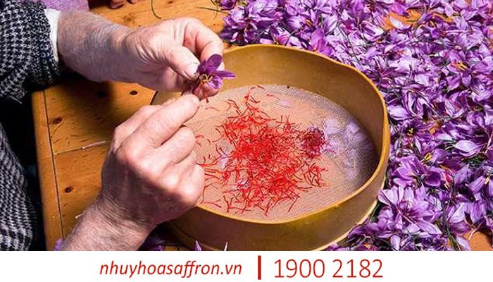 nhuy hoa nghe tay saffron 8